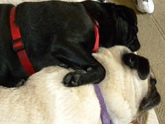 nap time for pugs