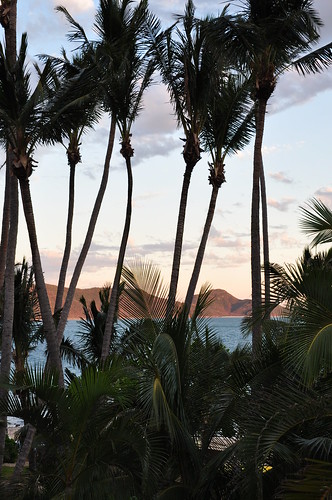 Palms at Twilight