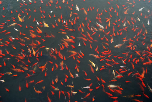 n62 - Many Fish at Quanfu Temple