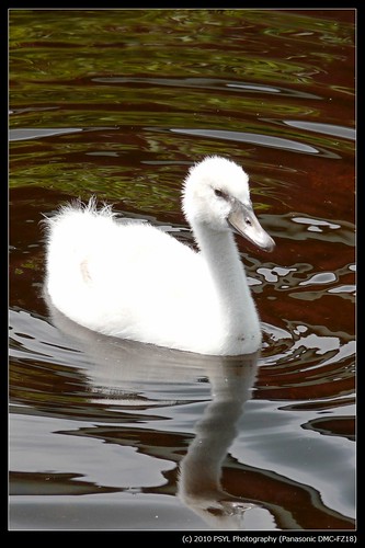 Mute Swan (Cygnus olor) young