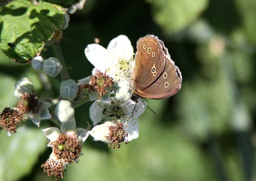 Ringlet Butterfly / Aphantopus hyperantus