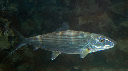 bonefish Albula vulpes