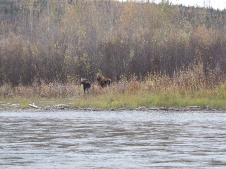Moose calf and cow