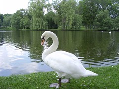 stratford swans 058