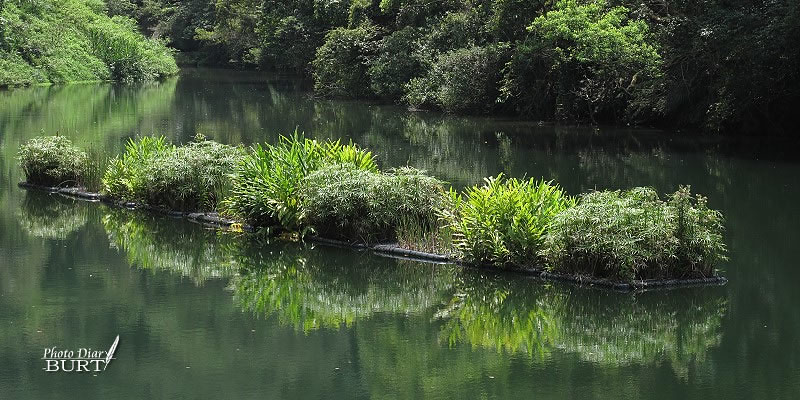 後慈湖：挺水性植物浮島