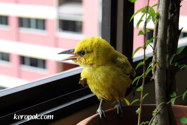Pretty Yellow Bird