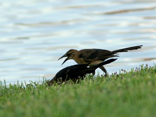 Boat-tailed Grackles 20100725