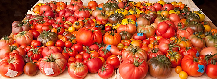 oogst tomaten augustus