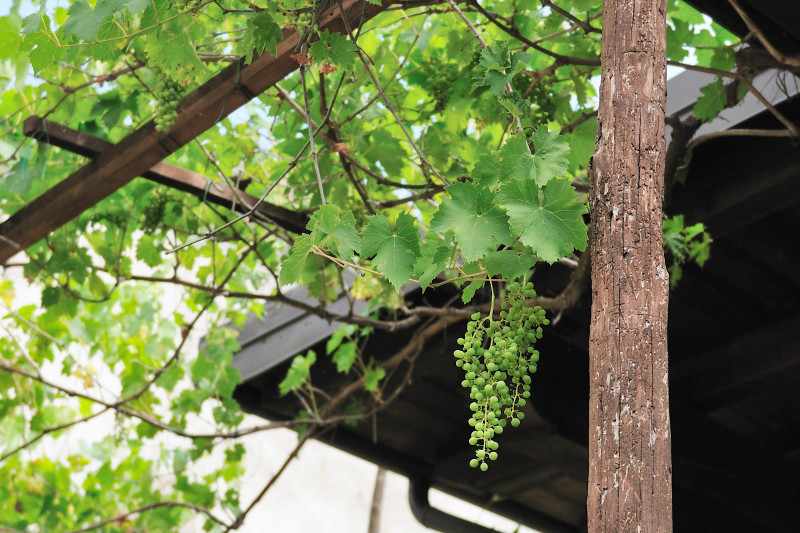 Grapes on the Property
