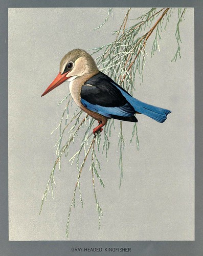009-martín pescador de cabeza gris-Album of Abyssinian birds and mammals 1930- Louis Agassiz Fuertes