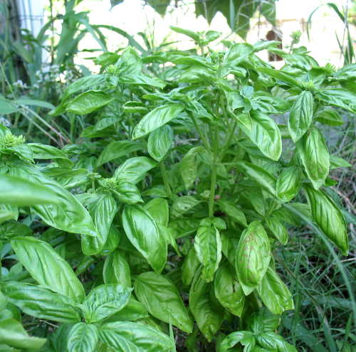 basil-plant