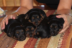 5 puppies 07-28-10