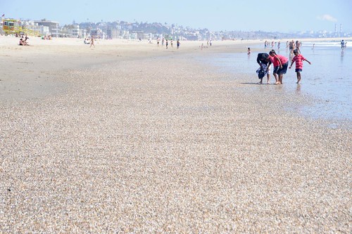 Sea Shells Venice Beach