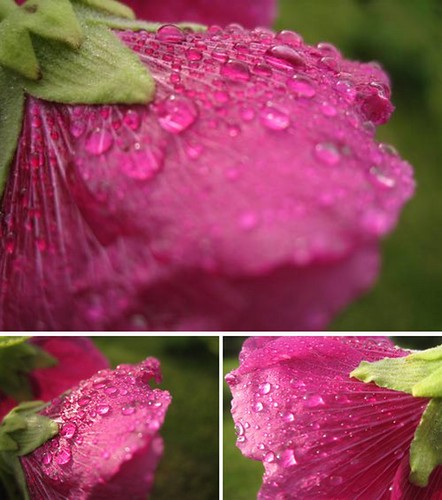 Regndråber på blomst