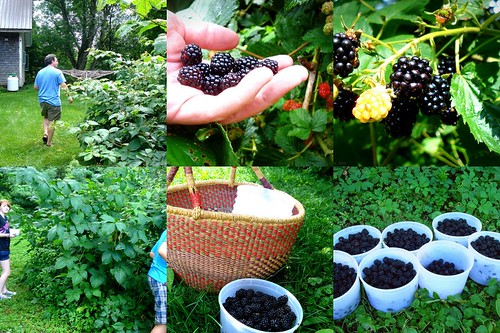 homestead blackberries