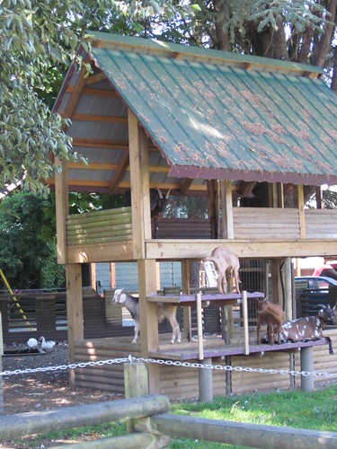 I thought it was a cool play structure, but it was full of goats!