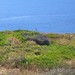 Isola del Giglio - verso Punta Capel Rosso