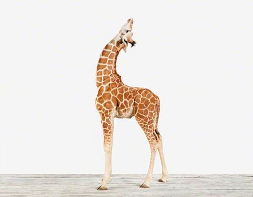 animal printshop_giraffe