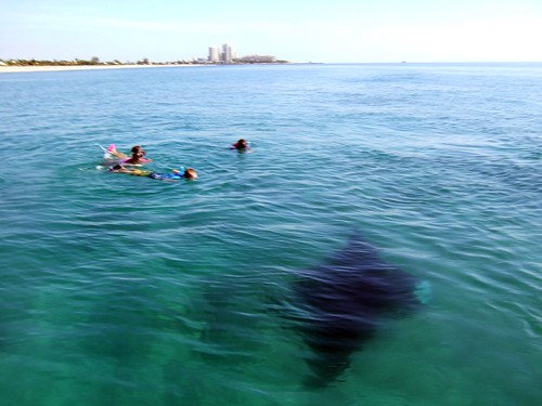 swimming with a manta ray