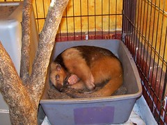 Sleeping in his dirt box