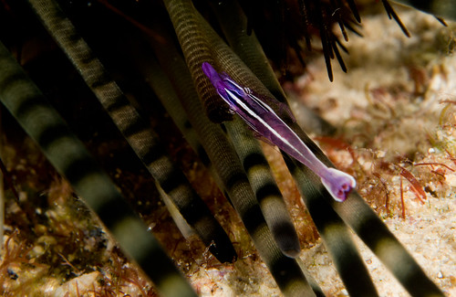 White Stripe Urchin Shrimp