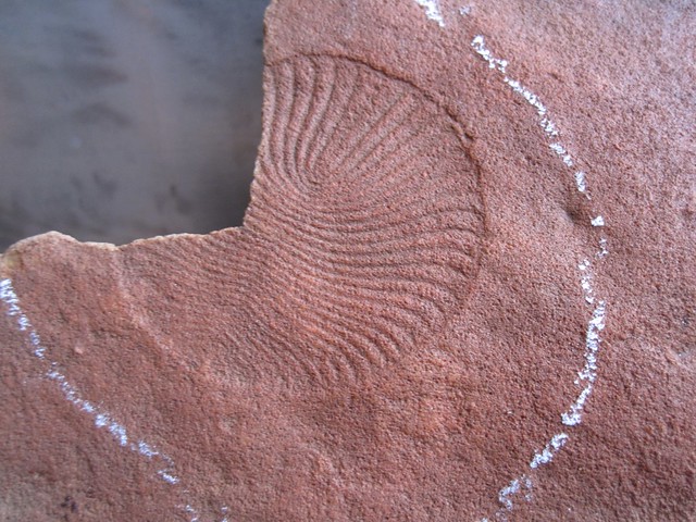 The Ediacaran fossil Dickinsonia from South Australia