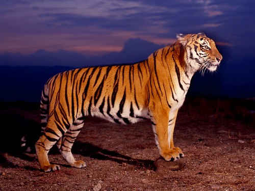 animal wallpaper tiger. Animal Wallpaper, Tiger