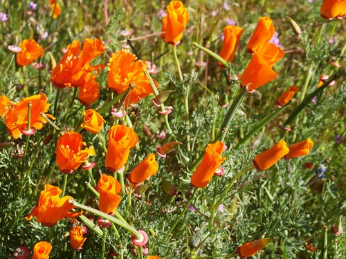 california poppy reserve. California Poppy (Eschscholzia