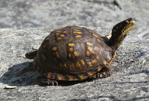Turtle working on its tan