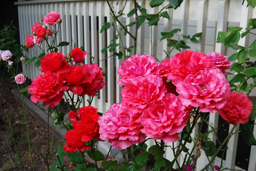 Front Yard Roses