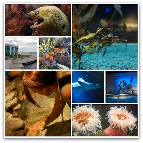 Shedd Aquarium collage