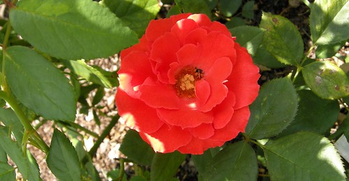 Brookly Botanical rose fix