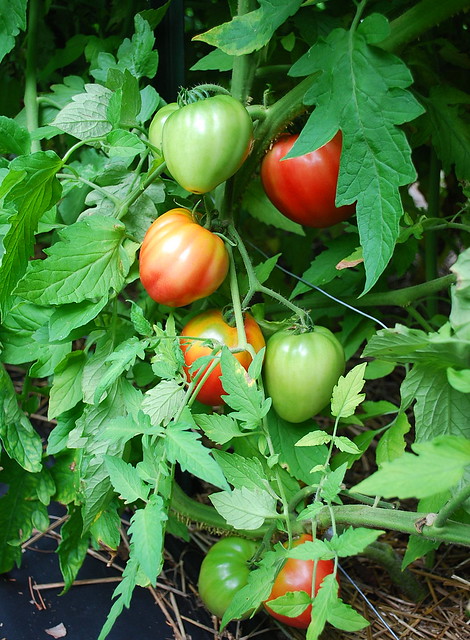 Ripening Cuor di Bue Tomatoes