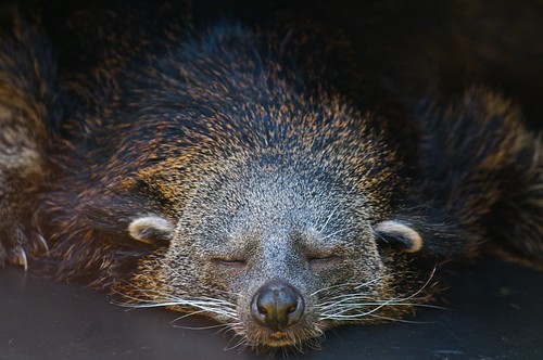 Best let sleeping binturongs lie! by Larry Johnson, on Flickr