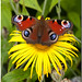 Peacock Butterfly on Inula