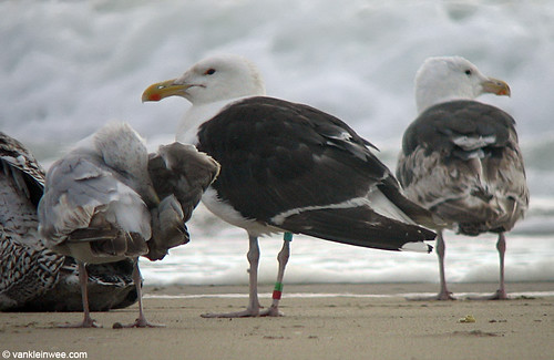 Great Black-backed Gull, 2cy, LbGR (unknown project, help needed)