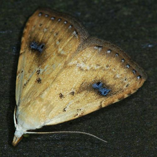 テンクロアツバ Rivula sericealis