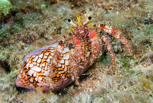 Bloody Hermit Crab (Dardanus sanguinocarpus)