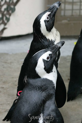 Penguins!!!!!!!!!!