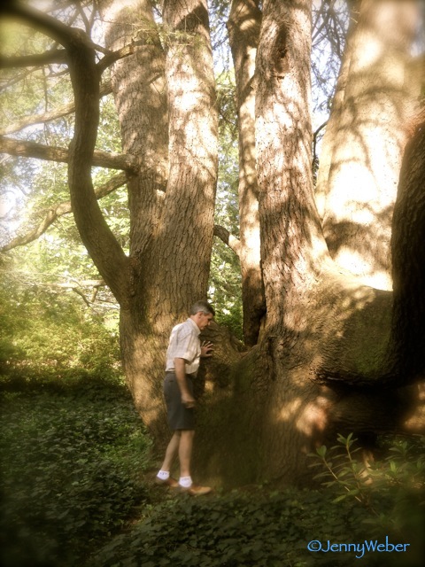 TG inspects a cedar trunk