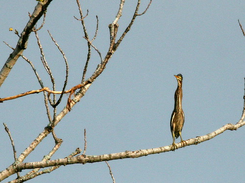 Green Heron watching hawk 20100824