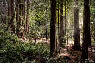 Muir Woods National Monument (Redwood/ Sequoias IX). San Francisco (California/ USA)