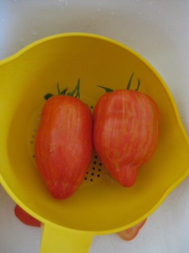Tomatos that I grew!