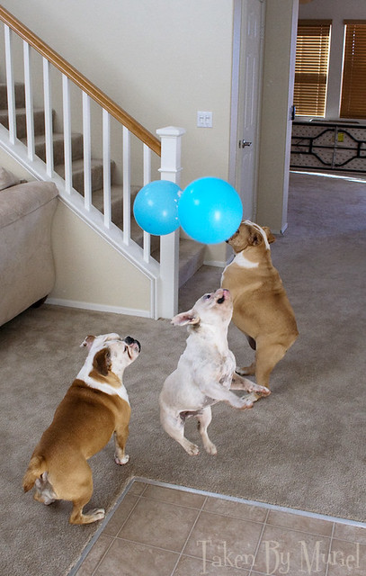 dogs balloon2