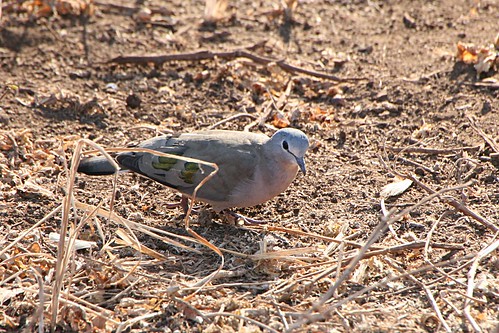Unknown Dove