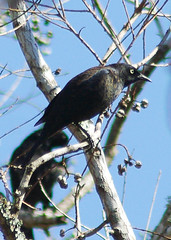 Rusty Blackbird (male)