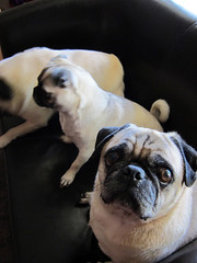 three pugs on the couch