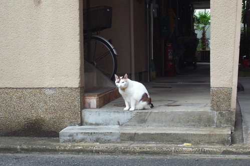 Today's Cat@2010-07-03