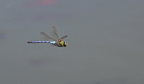 Anax imperator - Emperor Dragonfly