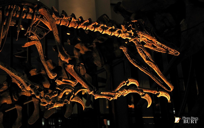 恐龍骨骼